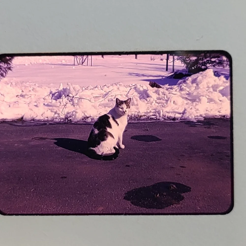 Lot of 29 Slides Various Cats‎ Photos 1959 Through 1973 Mixed Lot